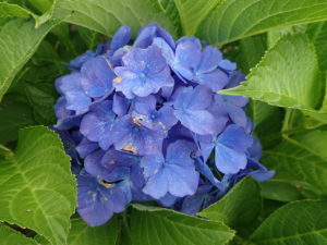 セイヨウアジサイ　青